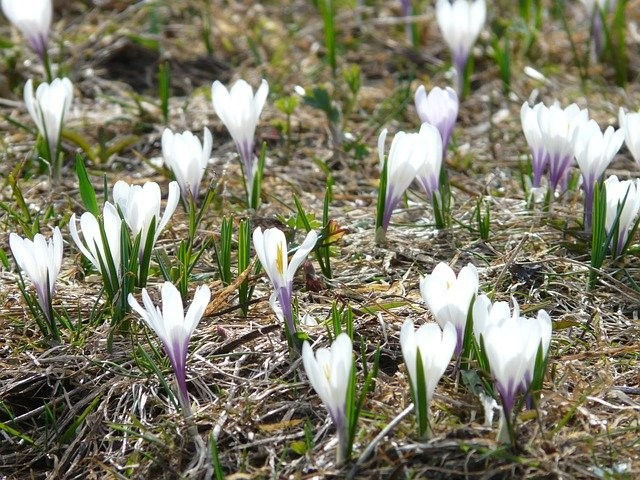 Der als eingebürgert geltende Frühlings- oder Weiße Krokus.