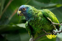 20180911134616-amazona-arauisiaca-photo1.jpeg