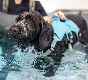 a black dog in a pool