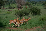 impala-6950983_1280.jpg