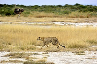 cheetah-650617_1280.jpg