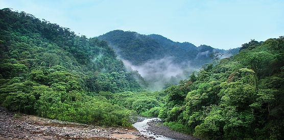 jungle-4003374_1280_fog.jpg