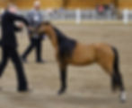 Mini Horse Stallion