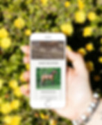Equine Web Designer