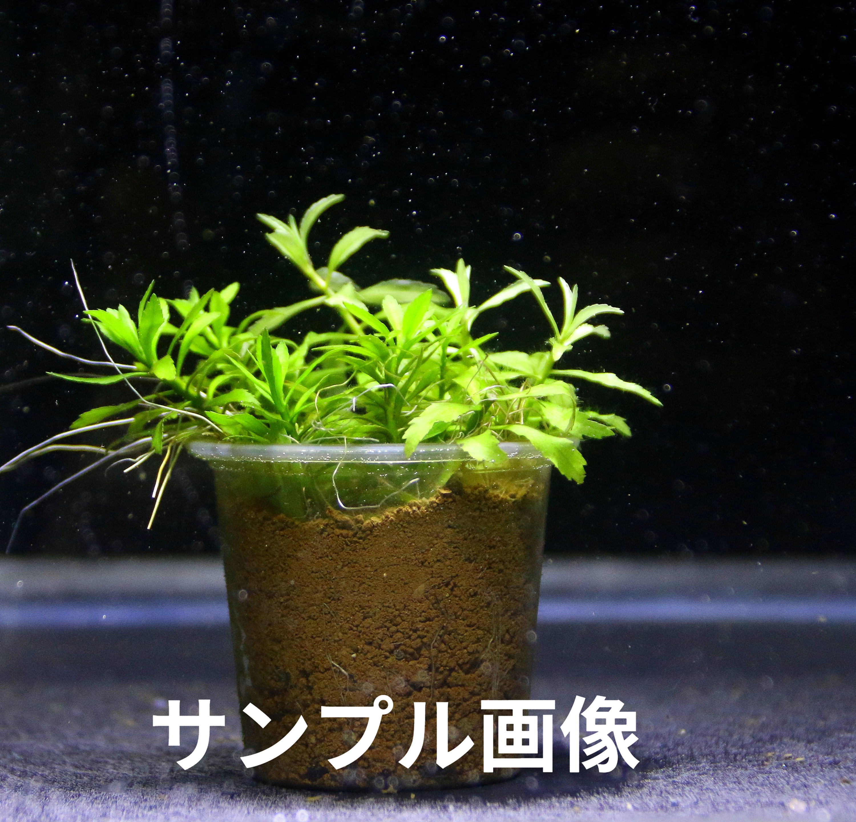 ペントルム・セドイデス