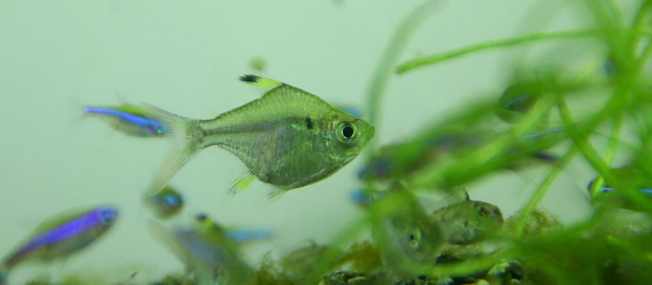 今週の🉐🉐はこれ。