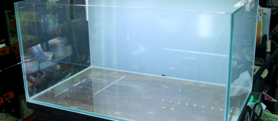 特注の水槽をレイアウトしました。