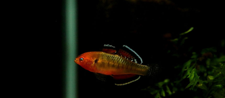 今週の🉐🉐はこれ