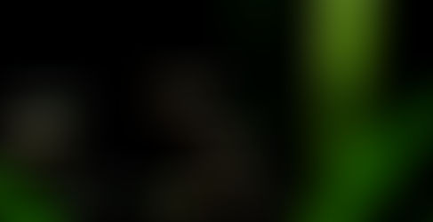 お魚が入荷しました。