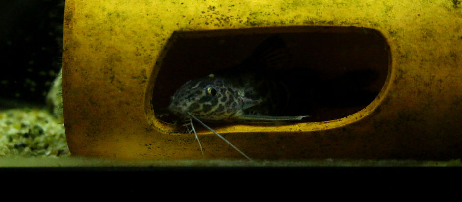 お魚＆水草が入荷しました。