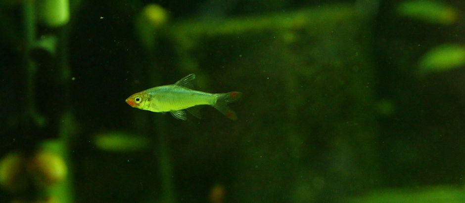 生体＆水草が入荷しました。