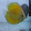サムネイル： イエローホワイトディスカス