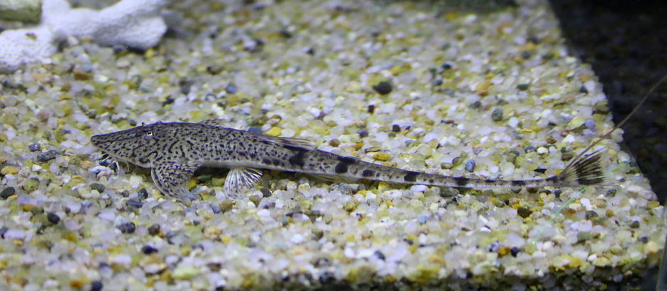 生体が入荷しました。