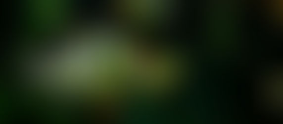 お魚が入荷しました。