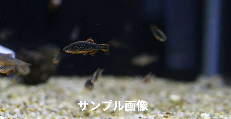 ミクロラスボラSP花火