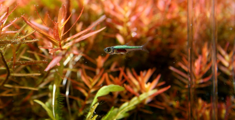 今週の🉐🉐はこれ。