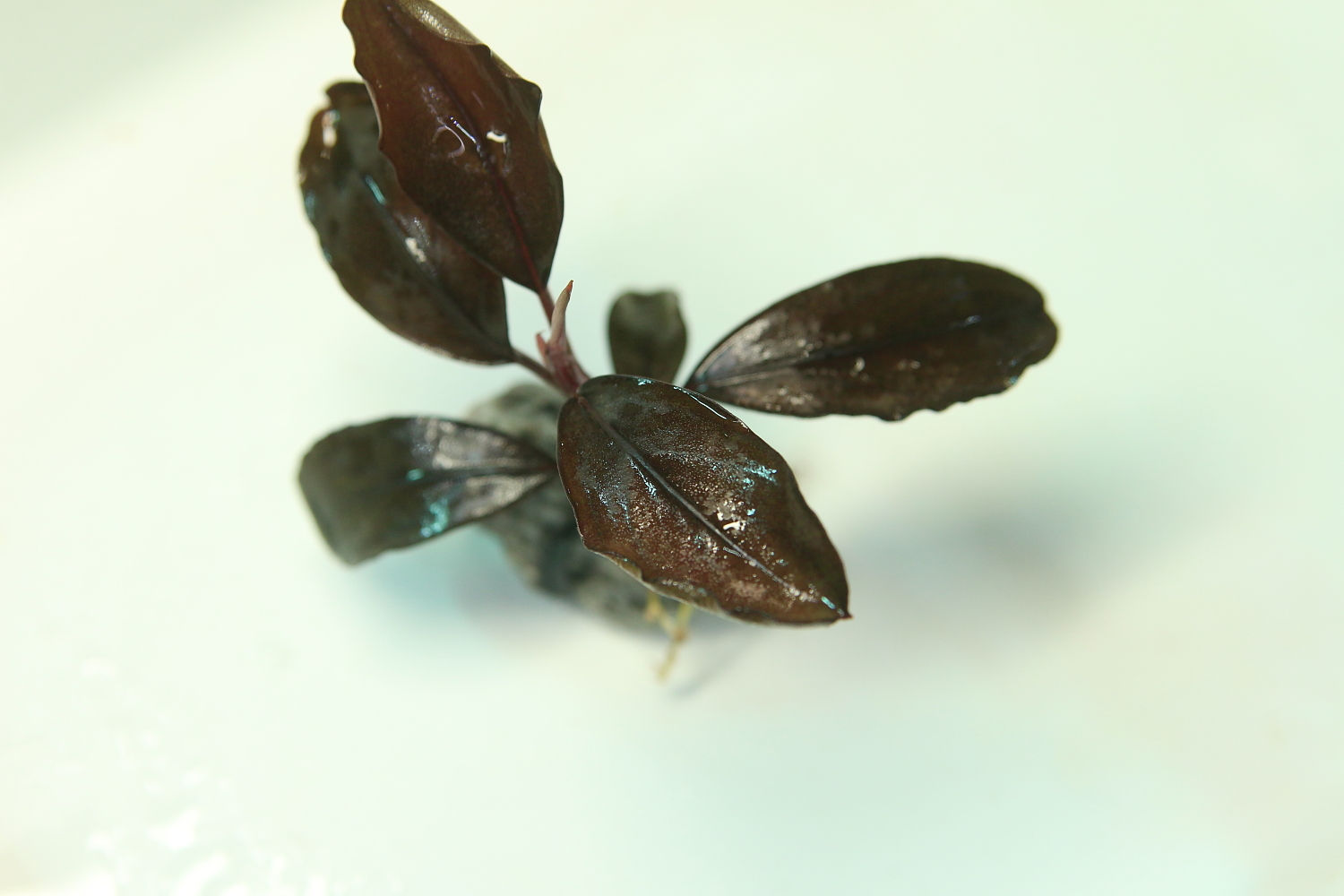 ブセファランドラSp・Cｆナンガタマンレッド石付