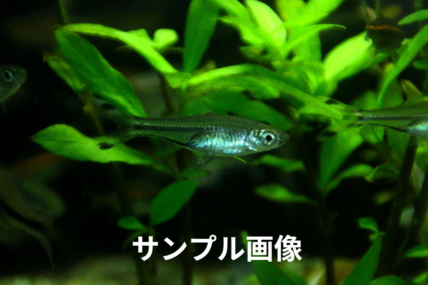 シザーステール・ラスボラ