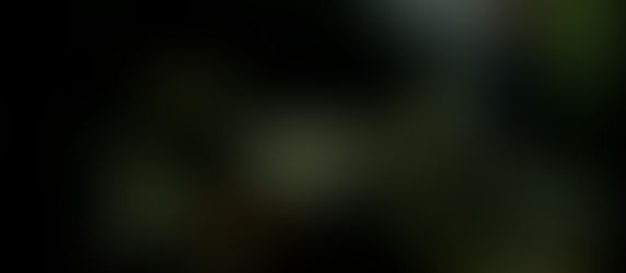 生体＆水草が入荷しました。