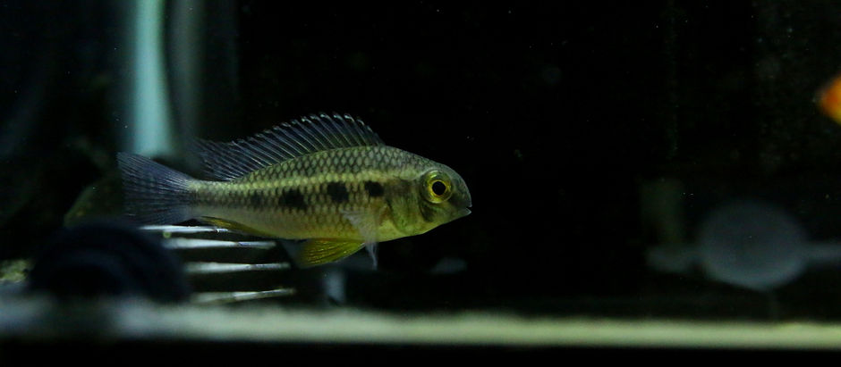 生体＆水草が入荷