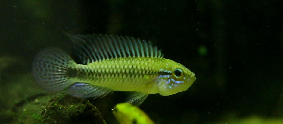 今週の🉐🉐はこれ。