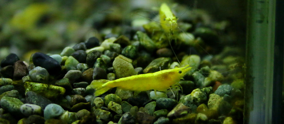 今週の🉐🉐はこれ。