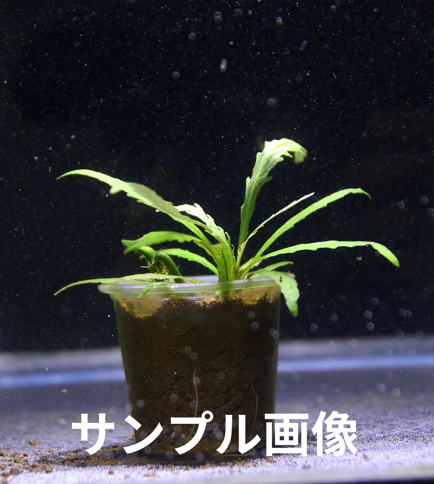 ハイグロSp・カイン