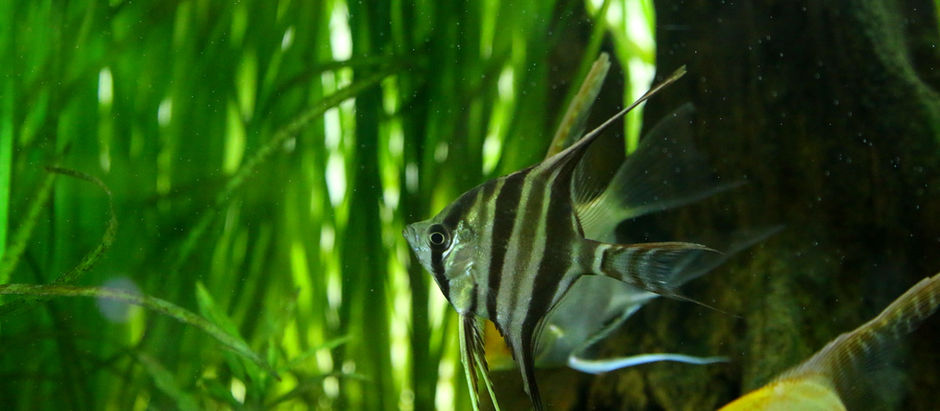 お魚＆水草が入荷しました。