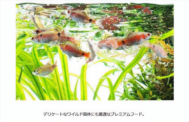 サムネイル： フィッシュフードAP プレミアム各種AP-1 プレミアム、	 AP-２プレミアム、 AP-３プレミアム