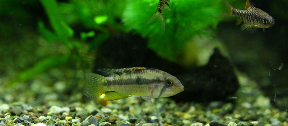 今週の🉐🉐はこれ。