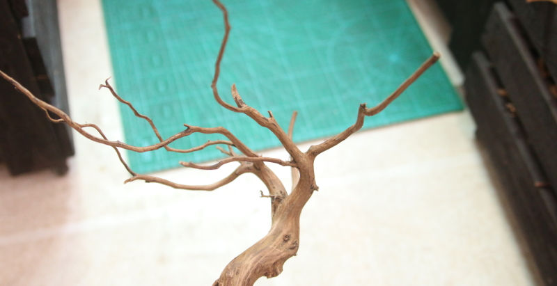 プレミアム枝流木入荷