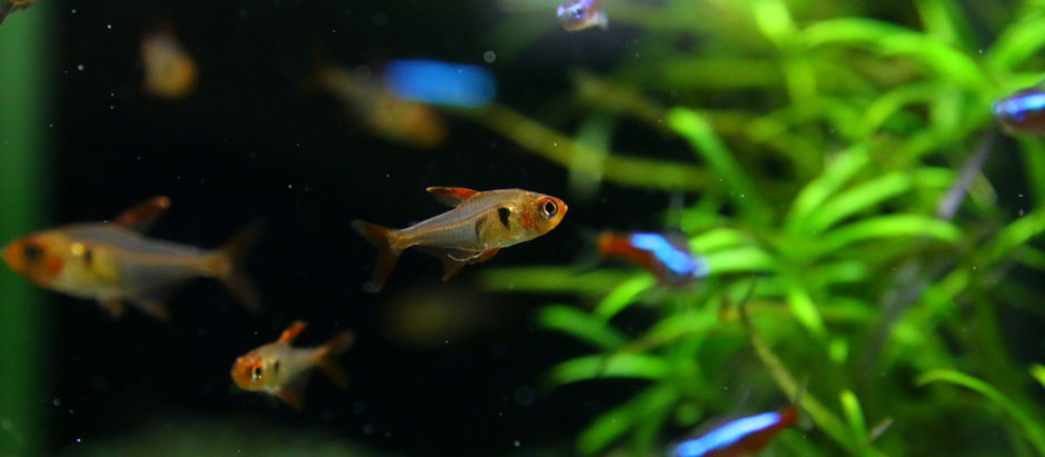 お魚＆水草が入荷しました。