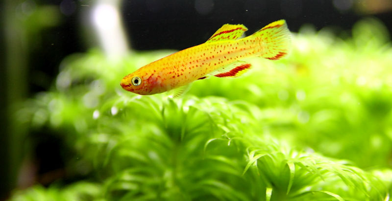 生体＆水草が入荷しました。