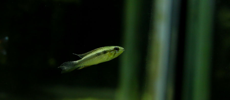 生体＆水草入荷