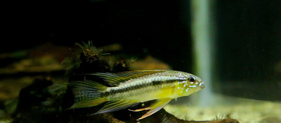 今週の🉐🉐はこれ