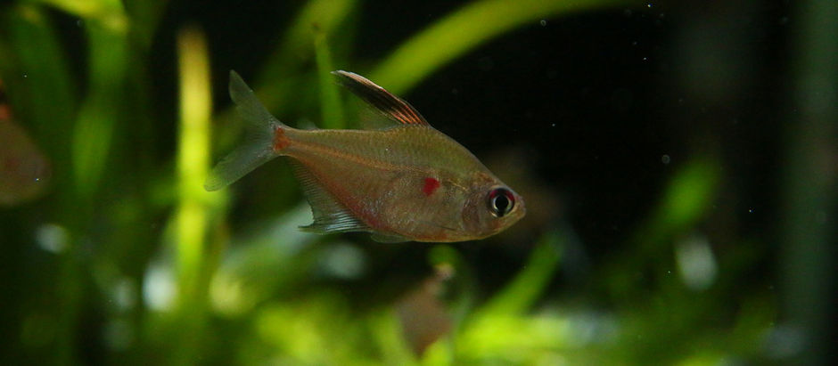 今週の🉐🉐はこれ。