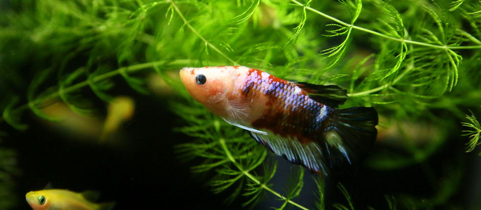 今週の🉐🉐は変則