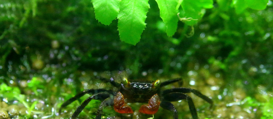 今週の🉐🉐はこれ