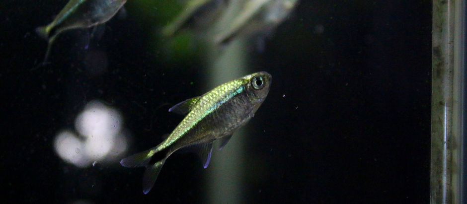 生体が入荷しました。