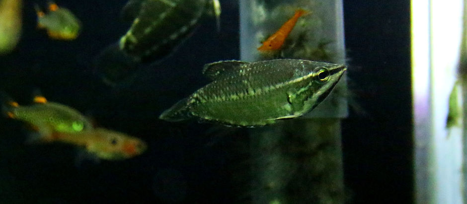 お知らせ＆今週の🉐🉐はこれ。