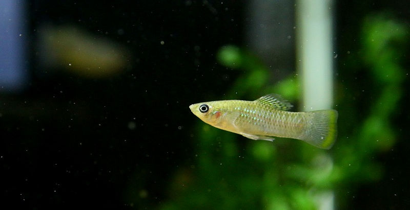 今週の🉐🉐はこれ