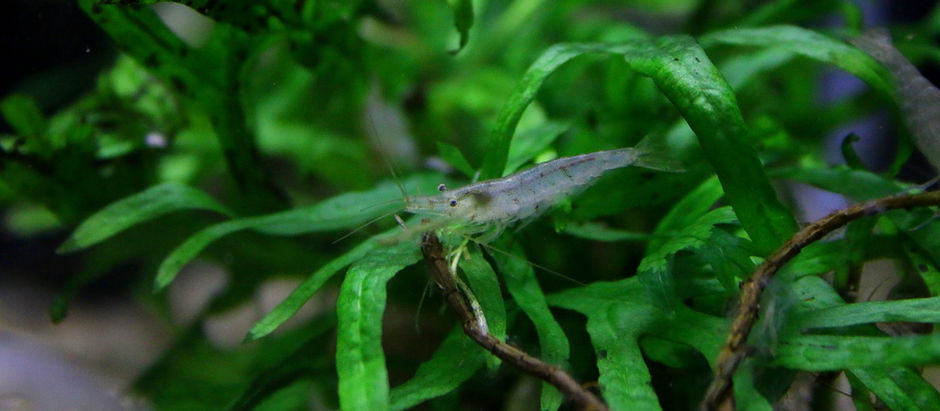 今週の🉐🉐はこれ。