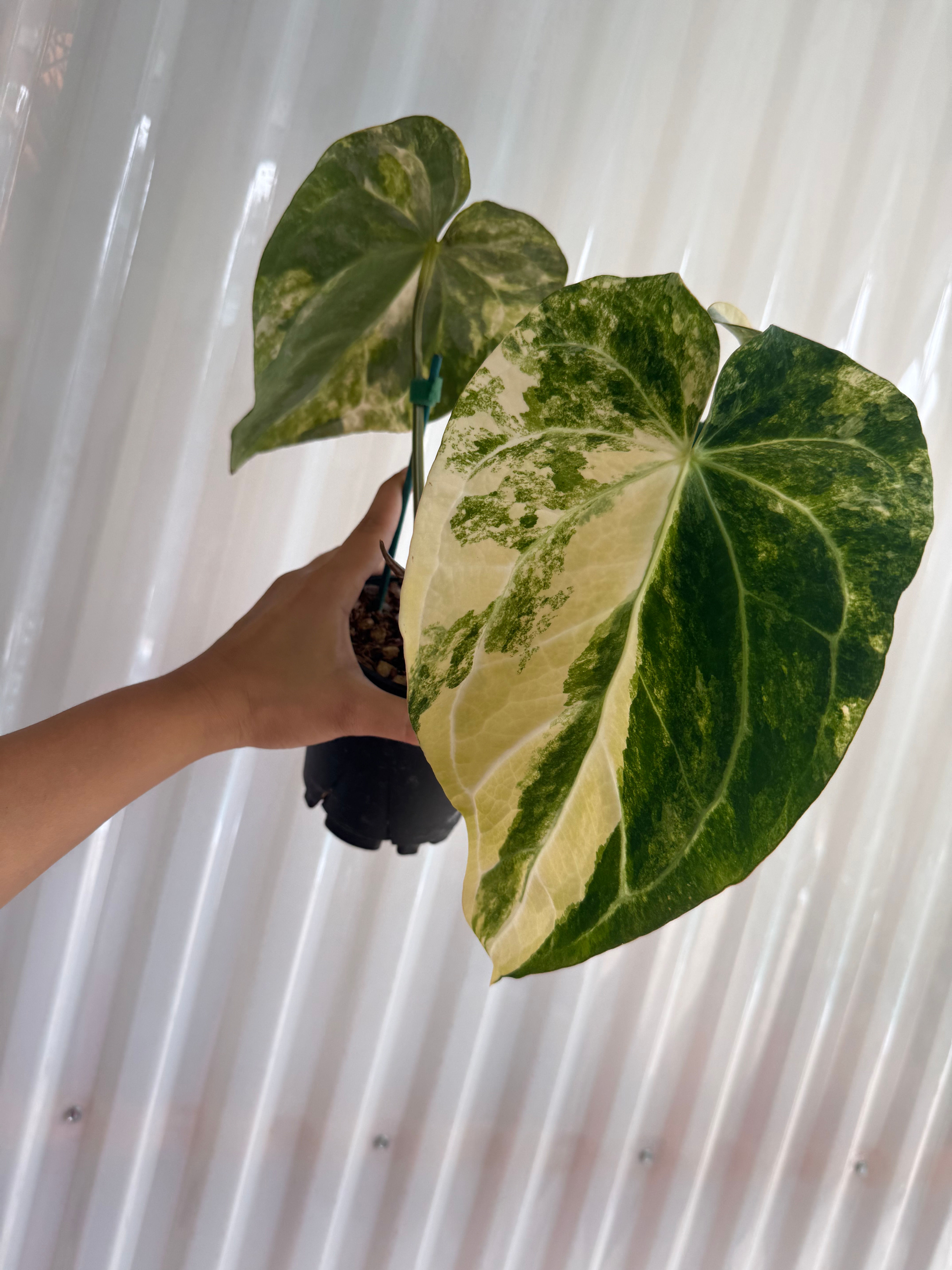 6” Anthurium Golden Sunrise x Papi Red Vein Variegated 