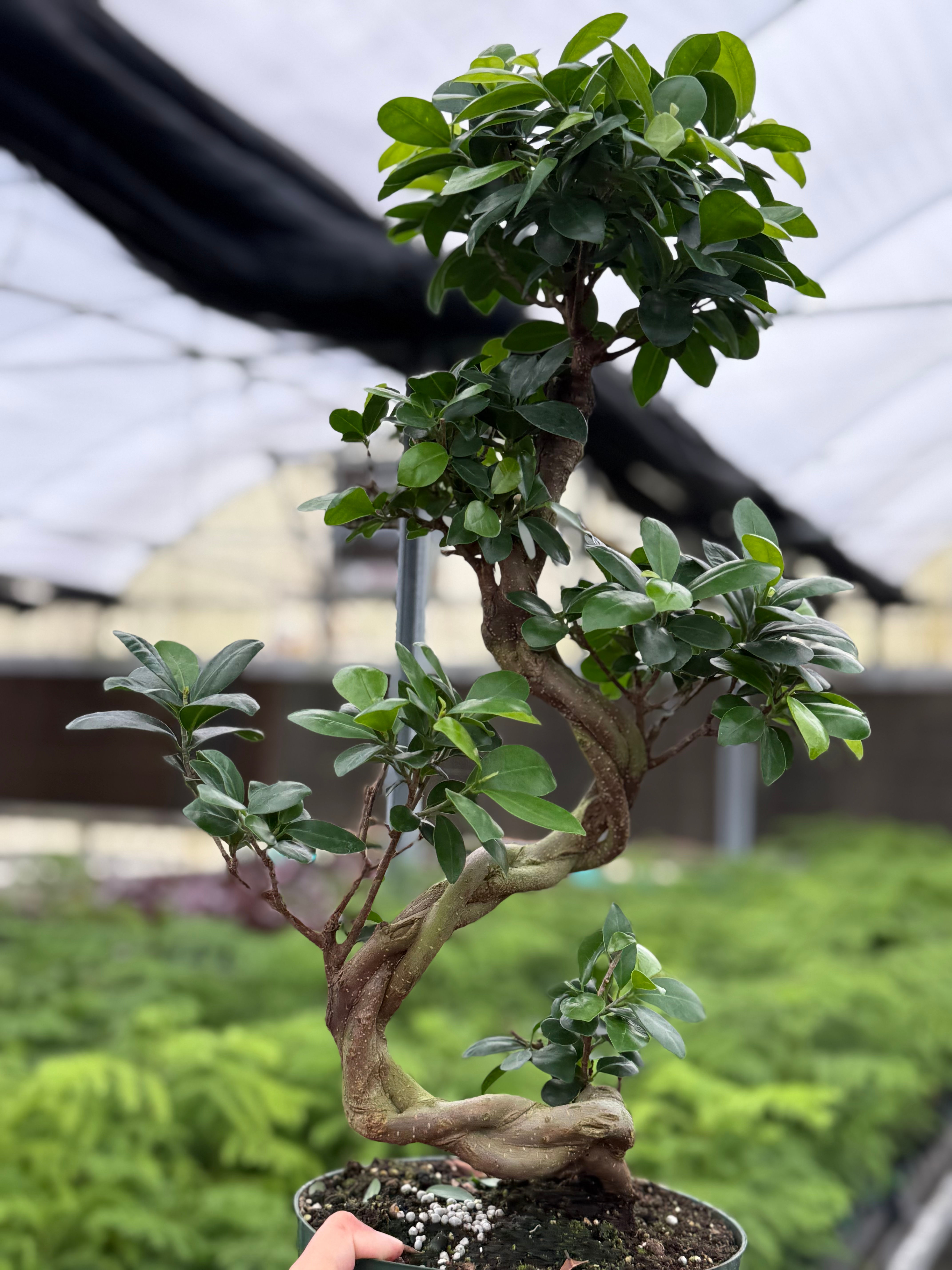 8” S Shape Gingeng Bonsai 