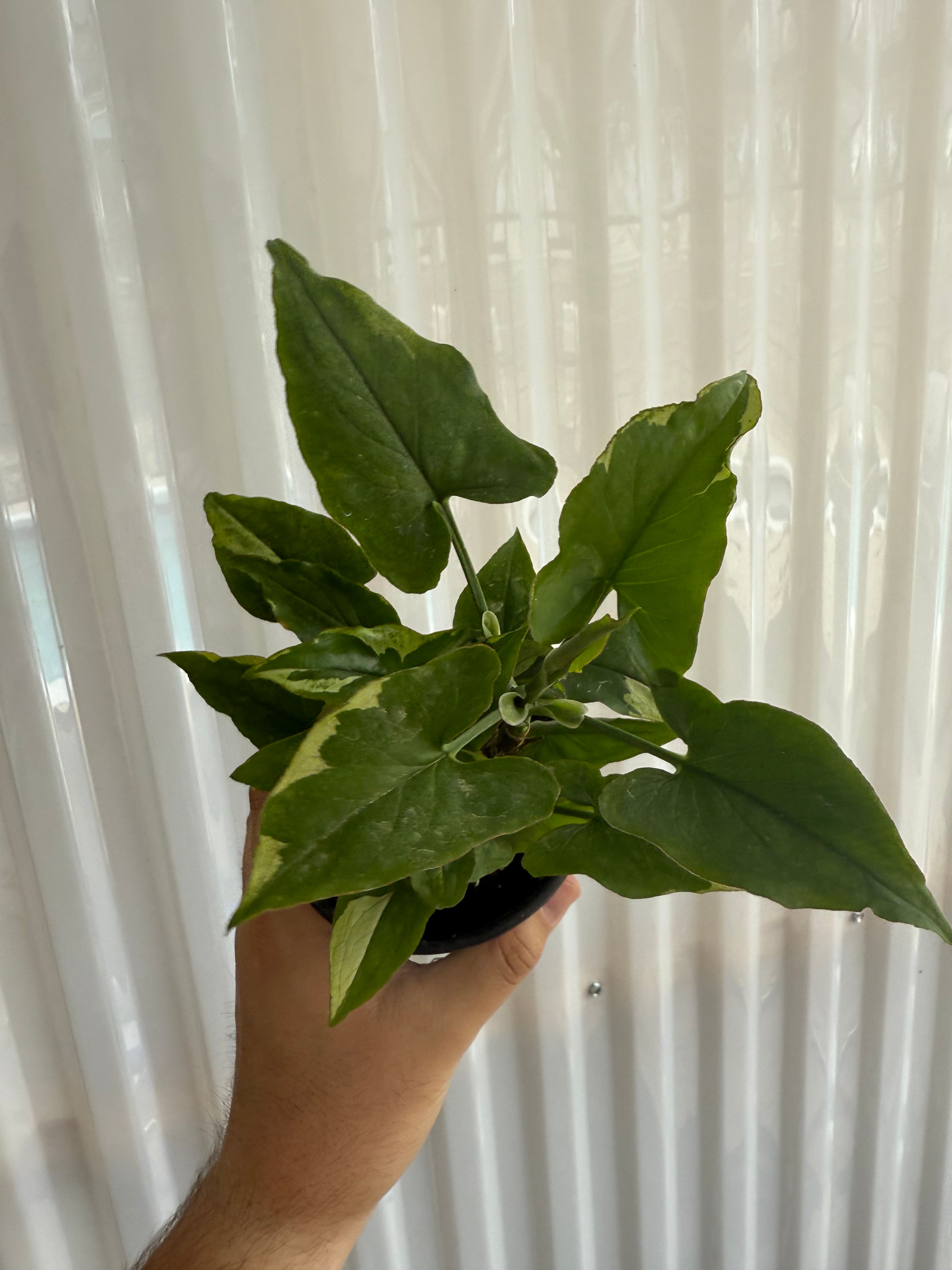 MONTHLY PLANT SUBSCRIPTION