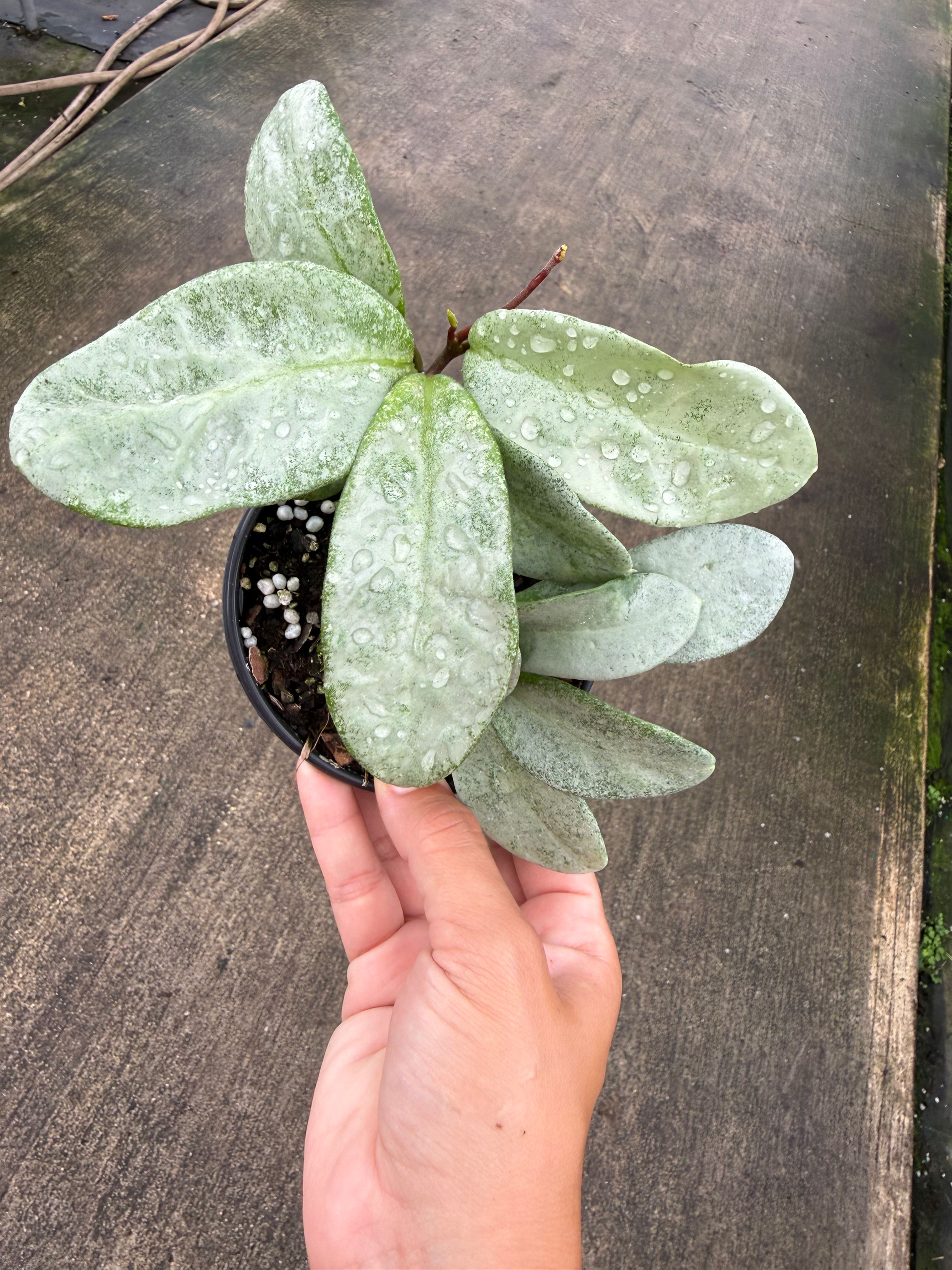 4” Nova Ghost Hoya 