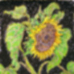Sunflower Patterns 22in x 22in mixed media watercolour on paper