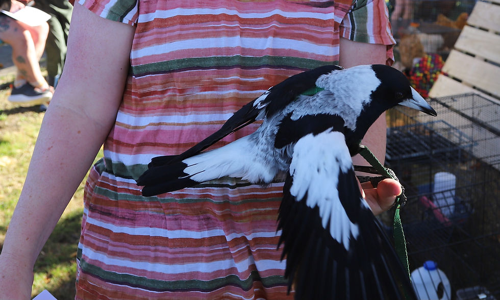 Meet Birdie, technically a magpie, blind in one eye, and still awaiting confirmation as to whether she qualified as “a regulation chicken”.