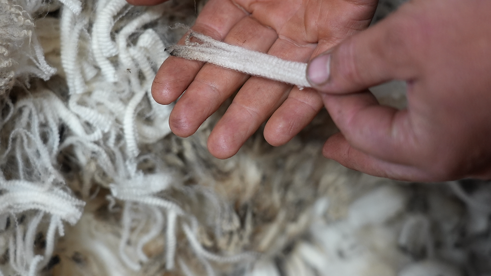 Fine Merino wool is a key part of the Castle Ridge system, with a long-term supply relationship with Icebreaker. Supplied.