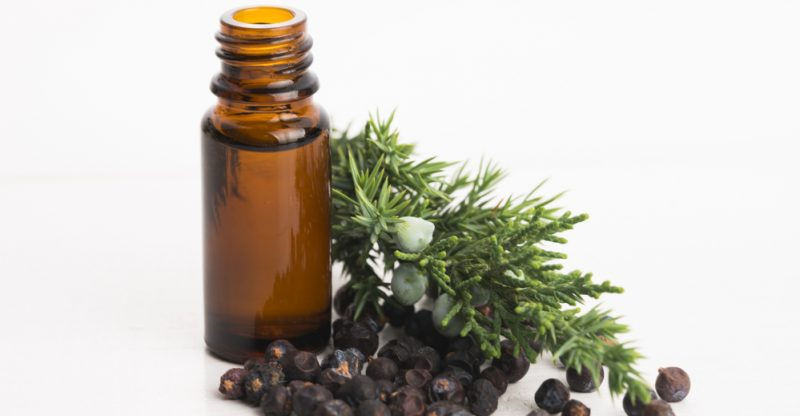 Thumbnail: Juniper Essential Oil